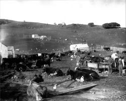 Unidentified Petaluma dairy ranch, Petaluma, California, about 1900