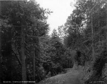 The Road in Muir Woods, No. 20 MA, circa early 1900s