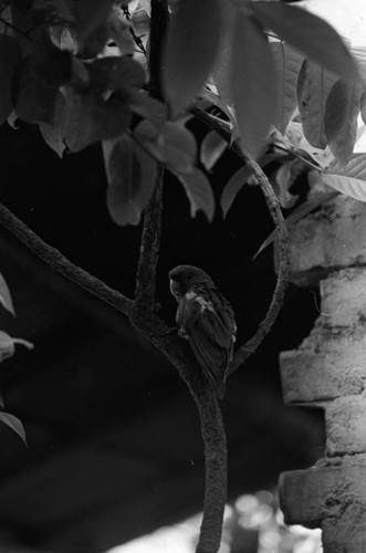 Resting bird, La Chamba, Colombia, 1975