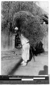 Man carrying hay, Peng Yang, Korea, ca. 1920-1940