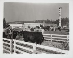 Cattle at the Flamingo on exhibit at a Beef Council Convention, Santa Rosa, California, 1958