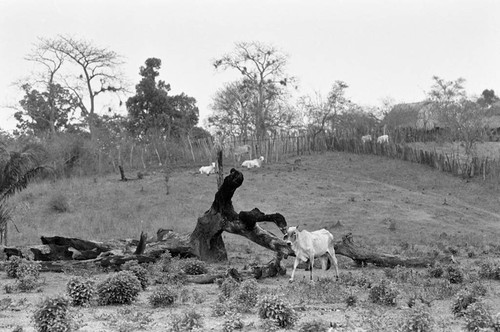 A cow stands next to tree, San Basilio de Palenque, 1977