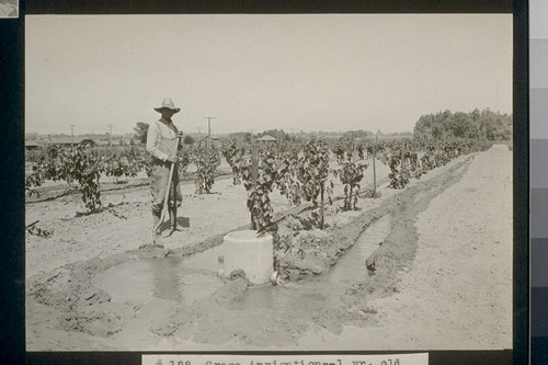 No. 122. Grape irrigation--1 yr. old Thompson seedless grapes on allotment E. E. Wayman