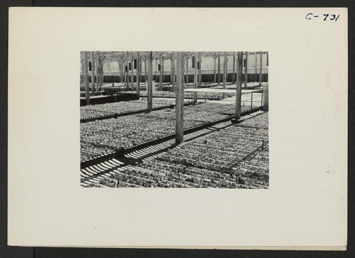 Manzanar, Calif.--A view of section of the lathe house at this War Relocation Authority center where seedling guayule plants are propagated by experienced nurserymen evacuees in the guayule rubber experiment work. Photographer: Lange, Dorothea Manzanar, California