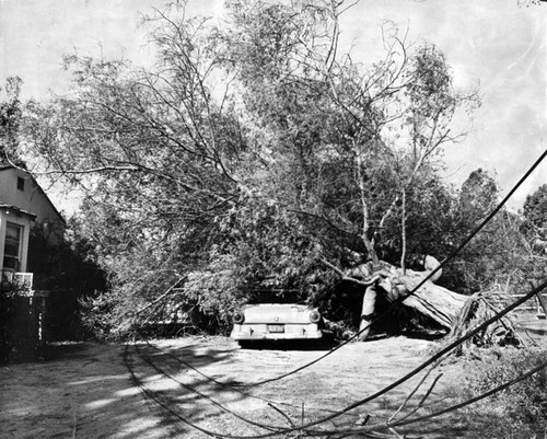 Trees damage cars