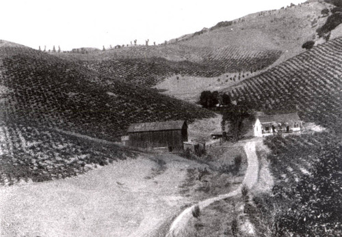 Grosjean Vineyard, Fairfax, Marin County, California, circa 1900 [photograph]
