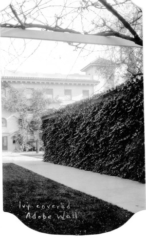Ivy-covered Adobe Wall