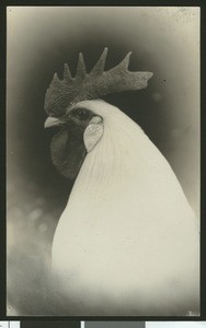 White Leghorn Hen (Rooster?), ca.1930