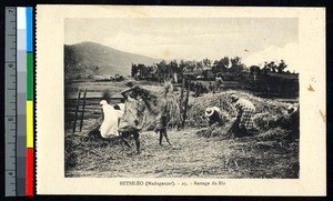 Threshing rice, Madagascar, ca.1920-1940