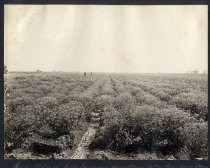 "Some miles of seed farming, Santa Clara Valley near Santa Clara..."