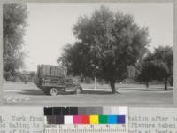 Cork from the 166 trees at Chico Station after boiling and baling is on this load of 1.5 tons. Picture taken beside one of the cork oak trees on the Quadrangle at Davis Campus. 1940. Metcalf
