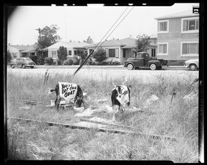 Goats to beautify city of Culver City, 1955