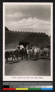 Cattle near city gate, Kano, Nigeria, ca.1920-1940