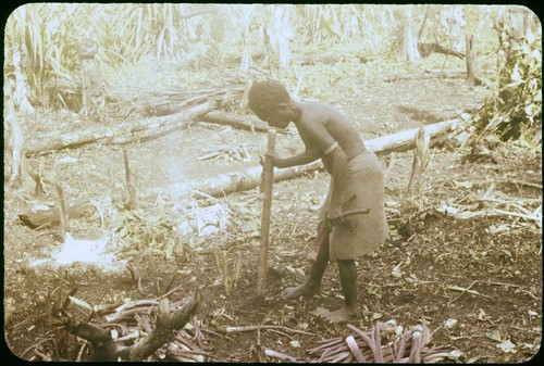 Woman planting taro