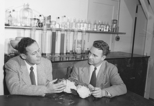 Roger Revelle and Robert Dietz, co-chief scientists on the MidPac Expedition of 1950, discussing significance of lithified globigerina ooze dredged from western Pacific. The Cretaceous fossils enclosed indicated a much younger age than expected--a mystery which remained unresolved until later explained by plate tectonics and continental drift. Shot 1 of 3