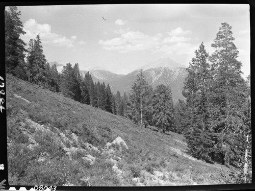 Meadow studies, near Red Spur Creek, showing relatively lush and abundant vegetation. Foxtail Pine, Subalpine Forest Plant Community