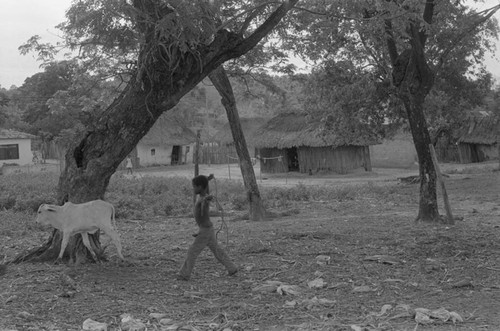 Boy herding a calf into the village, San Basilio de Palenque, 1976