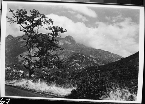 Chaparral Regeneration sequence, Moro Rock, note: recently burned Chaparral behind oak. Middle Fork Kaweah River Canyon
