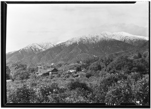 Orange groves with snowcapped mountains, showing several houses in Monrovia, January, 1930