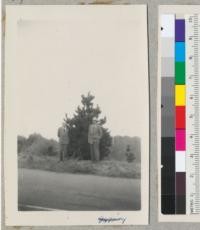 A Monterey pine of good Christmas tree type growing along the top of the ridge in the Berkeley Hills. Metcalf and Hartman in photo. October 1951