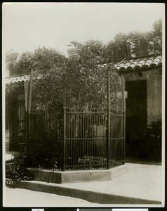 The first navel orange tree in California replanted here by President Theodore Roosevelt, ca.1910