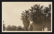 First group of palms near Edom, California, no. 3