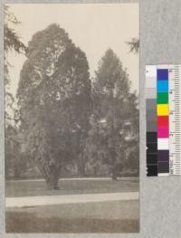 Red cypress from Mexico (Cupressus guadaloupensis) and a Bunya Bunya (Araucaria bidwelli) Australia. Capitol grounds at Sacramento. Feb. 1921