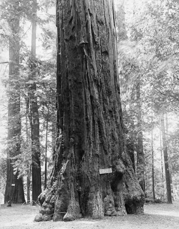 "Giant" tree in Big Trees Park