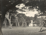 Monterey cypress, 17-mile drive