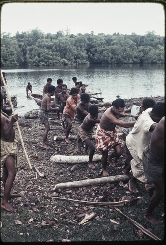 Canoe-building: men pull rough shaped canoe hull to shore, rolling the log across poles