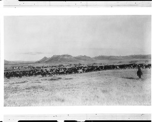 Herd of cattle on the plains at Laurel Leaf Camp, Montana, ca.1890