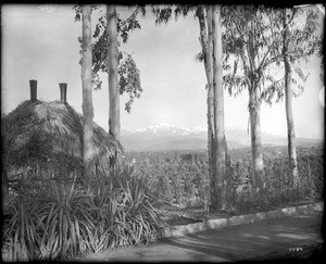 View of the orange groves and snow-capped mountains from the road, Redlands, ca.1900