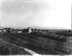 Ranch house with buildings and an orchard in the foreground, 1920s-1930s