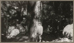 [Man standing in front of tree in woods area]