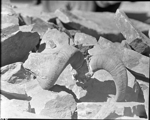 Misc. Mammals, Bighorn Sheep horns and skull