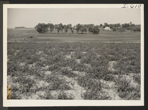 In the foreground is a field of tomatoes and directly behind that is a field of beans, two of the