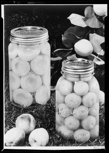 Apricots & peaches, Southern California, 1940