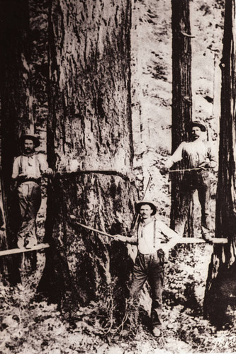 Timber Sawing Near Lyonsville