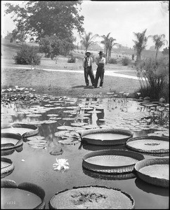 Two men gazing at the water lily pond on the grounds of The Huntington, San Marino, ca.1920