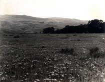 California Poppies, 1931