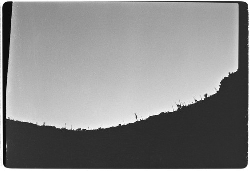 Silhouette of mules on ridge
