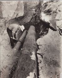 Unidentified geologists excavating petrified trees, Petrified Forest, Calistoga, California, about 1930