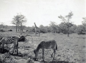 Zebras and a giraffe in the background