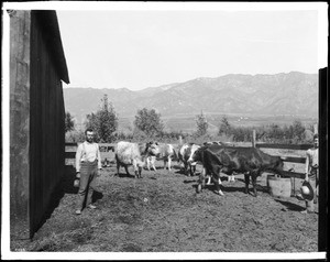 Men with cows on a Sierra Madre cattle ranch, ca.1900