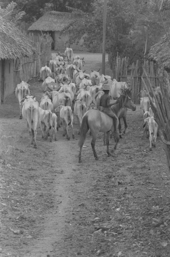 Boys herding cattle through the village, San Basilio de Palenque, Colombia, 1977