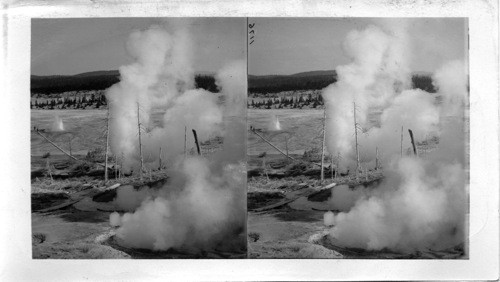 Black Growler, Steamboat Vent and Constant Geyser in Eruption, Norris Basin