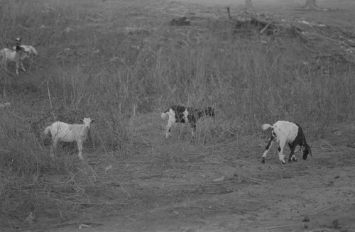 Goats grazing, San Basilio de Palenque, 1977