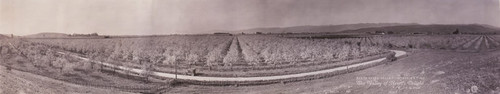 Santa Clara Valley in Springtime, ca. 1925