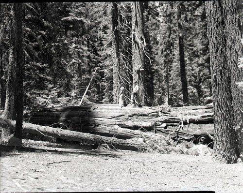 Fallen Giant Sequoias, Unknown fallen tree