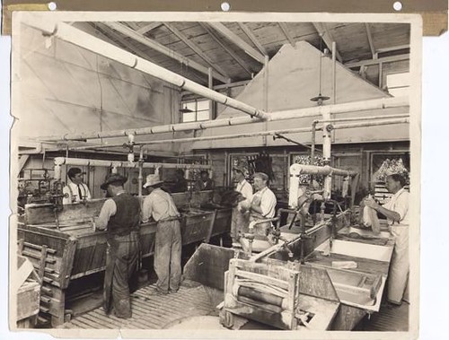 Men Working in Cawston Ostrich Farm Dyeing Department